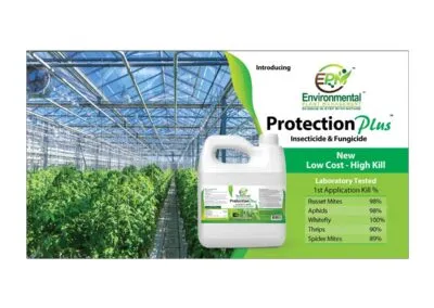 Custom Postcard Design